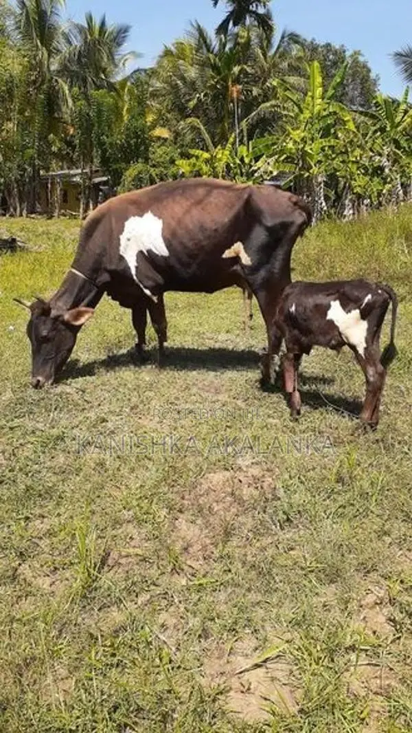 කිරි ගවයින් ( milk cows )