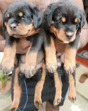 Rottweiler
