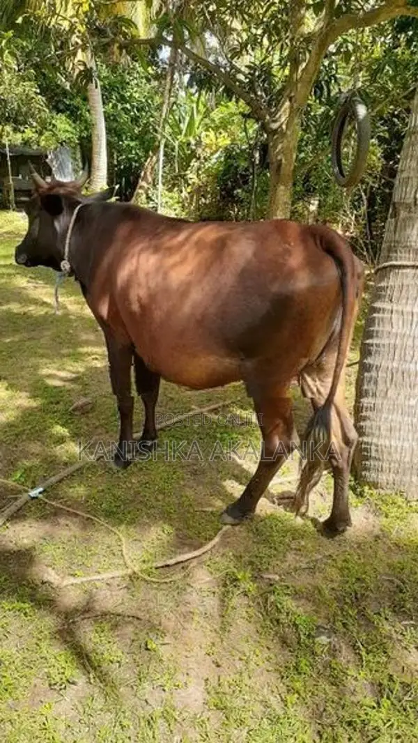 කිරි ගවයින් ( Milk cows )