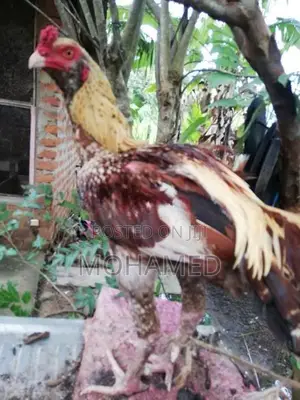 Rooster