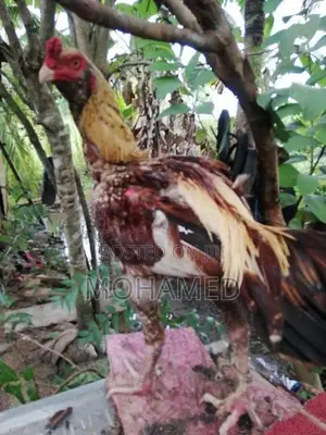 Rooster