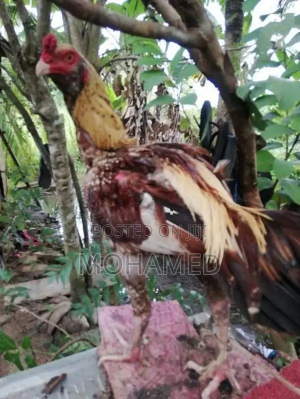 Rooster