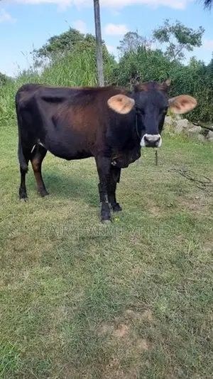 කිරි ගවයින් (milk cows)