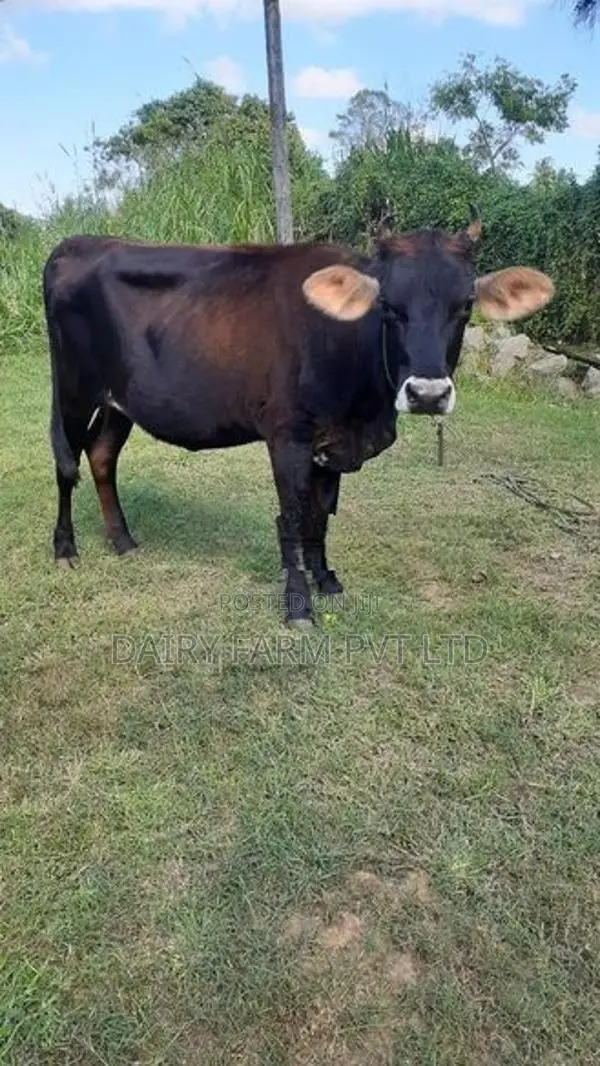 කිරි ගවයින් (milk cows)