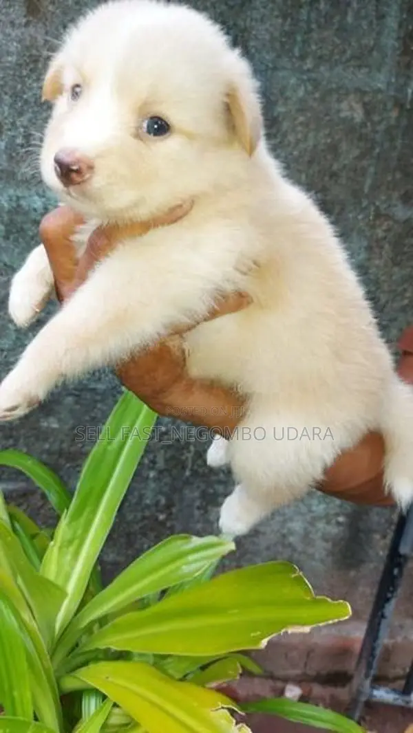 Lion Pomeranian Puppies