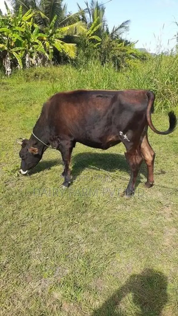 කිරි ගවයින් (milk cows)