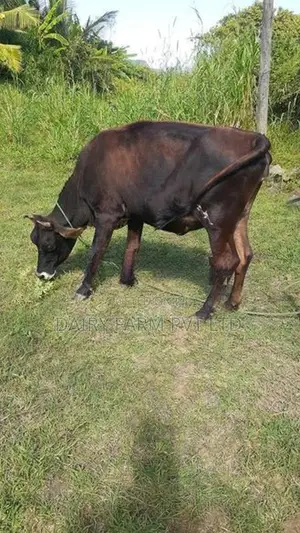 කිරි ගවයින් (milk cows)