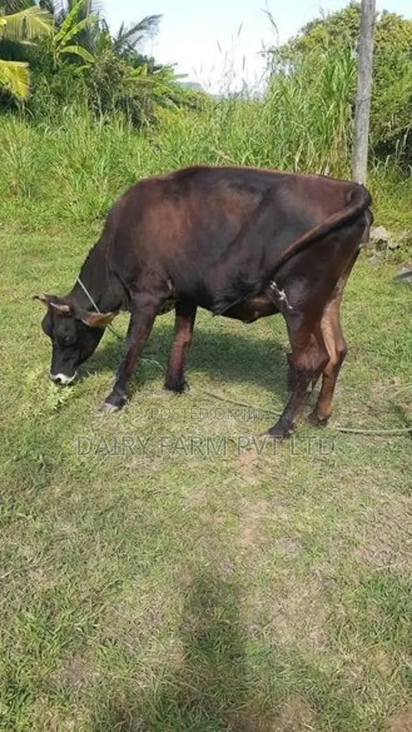කිරි ගවයින් (milk cows)