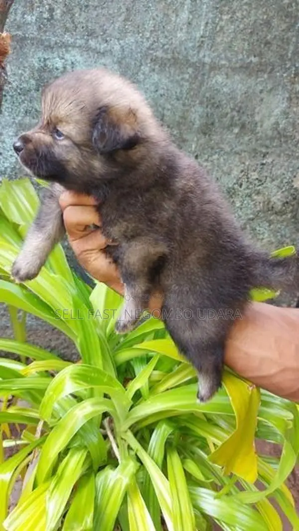 Lion Pomeranian Puppies