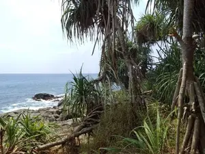 (LD109) Beach Front 175 P Land Sale At Talalla Matara