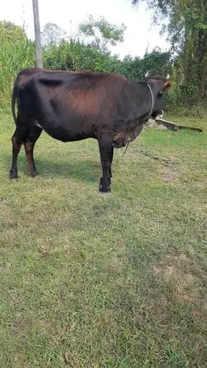 කිරි ගවයින් (milk cows)