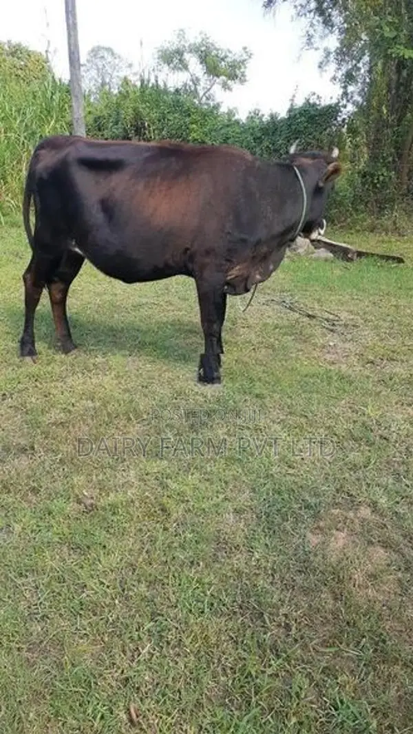 කිරි ගවයින් (milk cows)