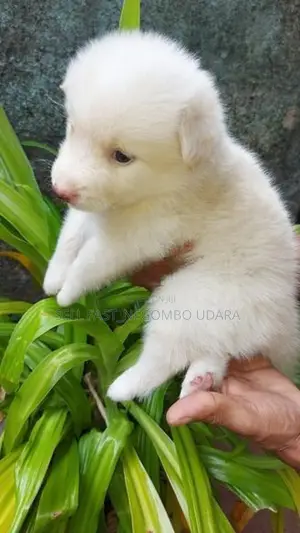 Lion Pomeranian Puppies