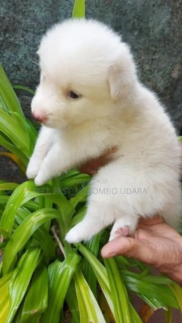 Lion Pomeranian Puppies