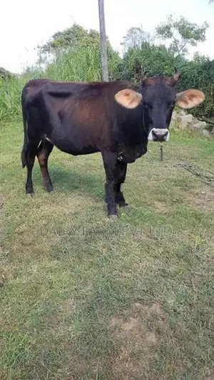 කිරි ගවයින් (milk cows)