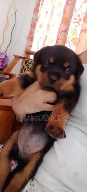 Rottweiler Female Puppies