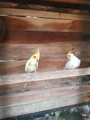 Cockatiel Birds