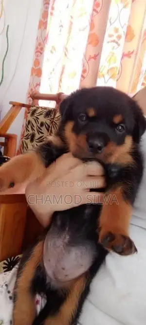 Rottweiler Female Puppies