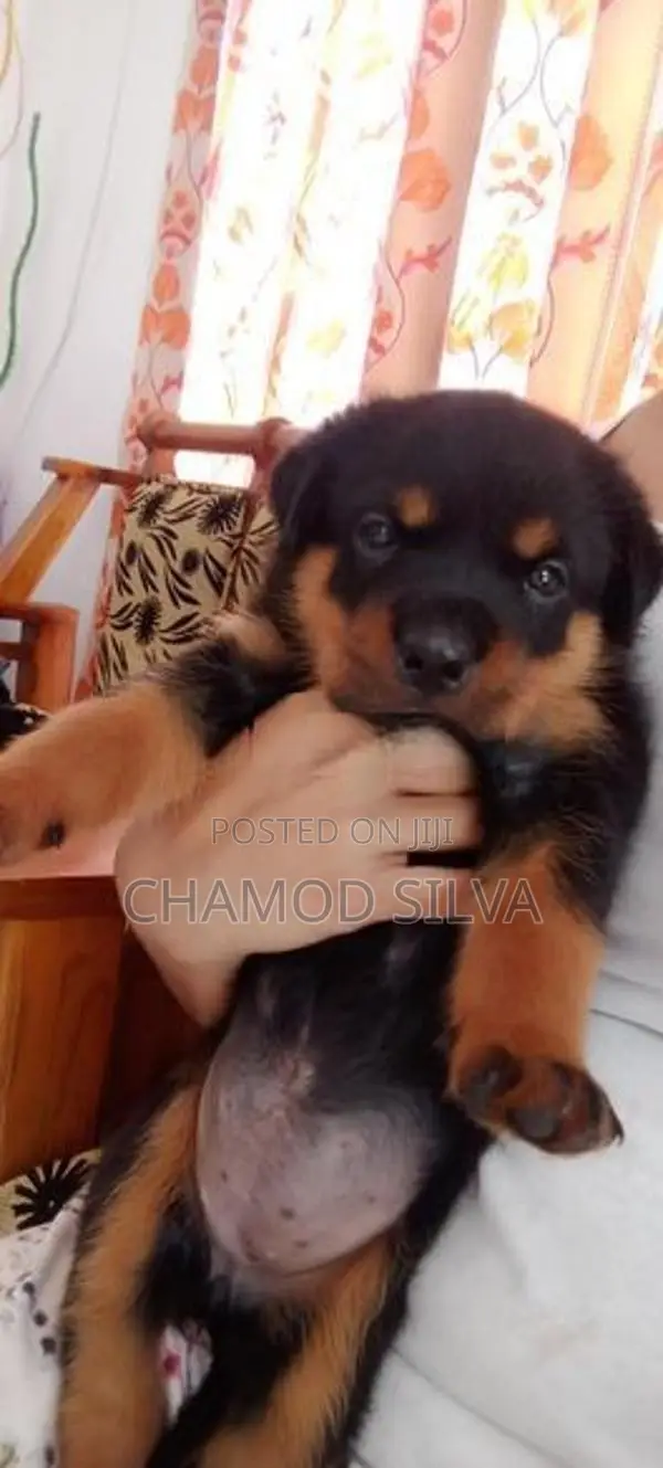 Rottweiler Female Puppies