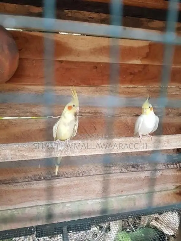 Cockatiel Birds