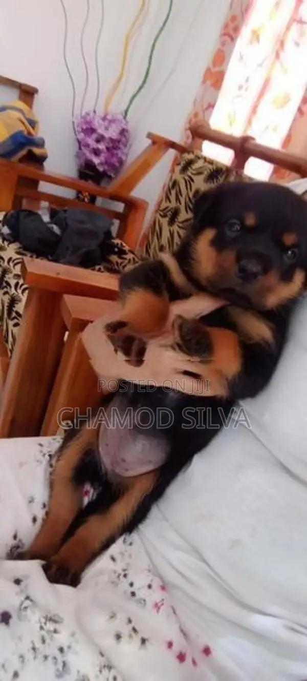 Rottweiler Female Puppies