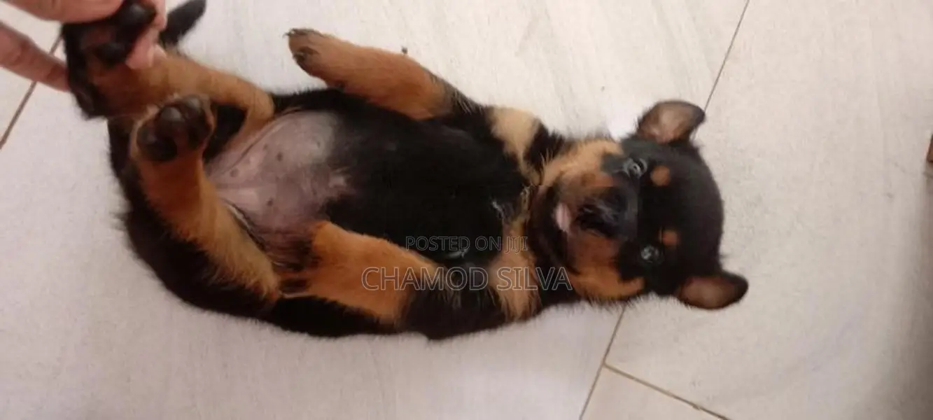 Rottweiler Female Puppies