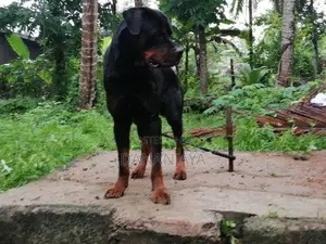 Rottweiler Dog