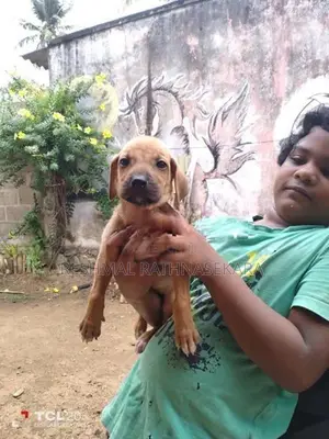Rhodesian Ridgeback Puppies