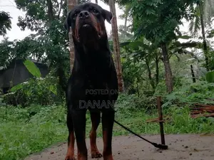 Rottweiler Dog