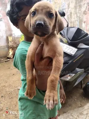 Rhodesian Ridgeback Puppies