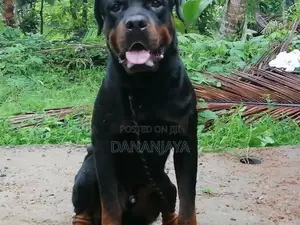 Rottweiler Dog