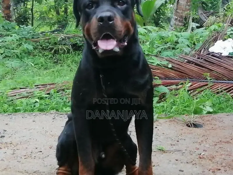 Rottweiler Dog