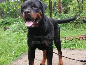 Rottweiler Dog