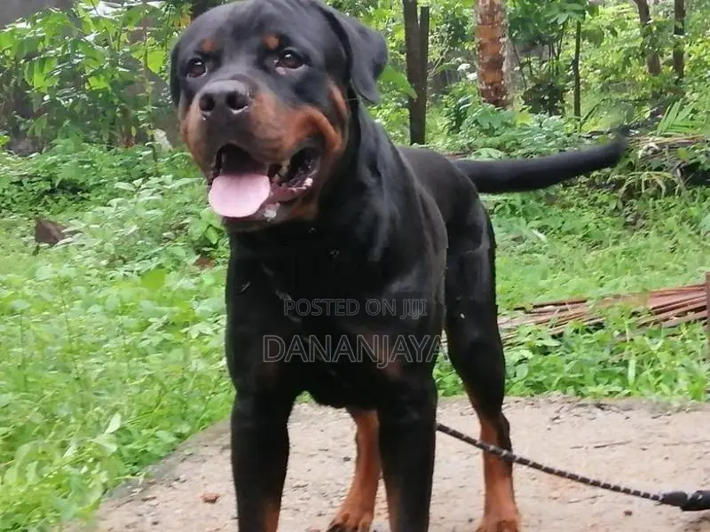 Rottweiler Dog