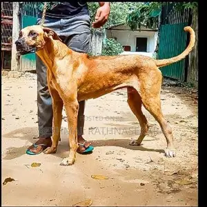 Rhodesian Ridgeback Puppies