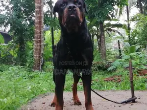 Rottweiler Dog