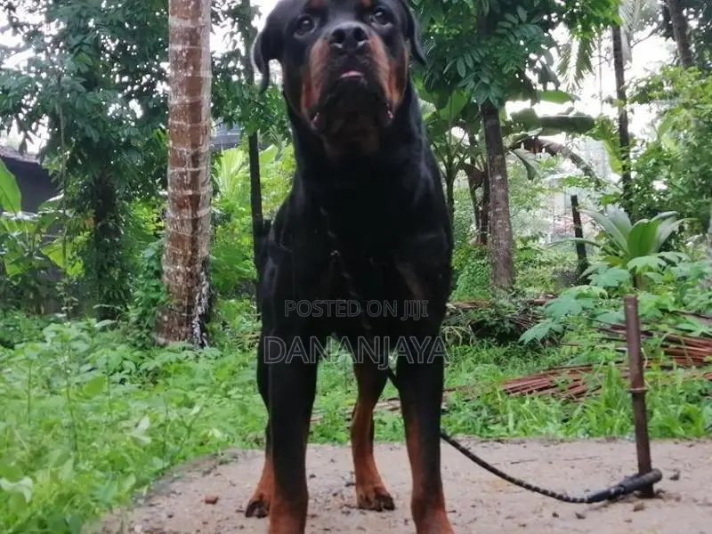 Rottweiler Dog