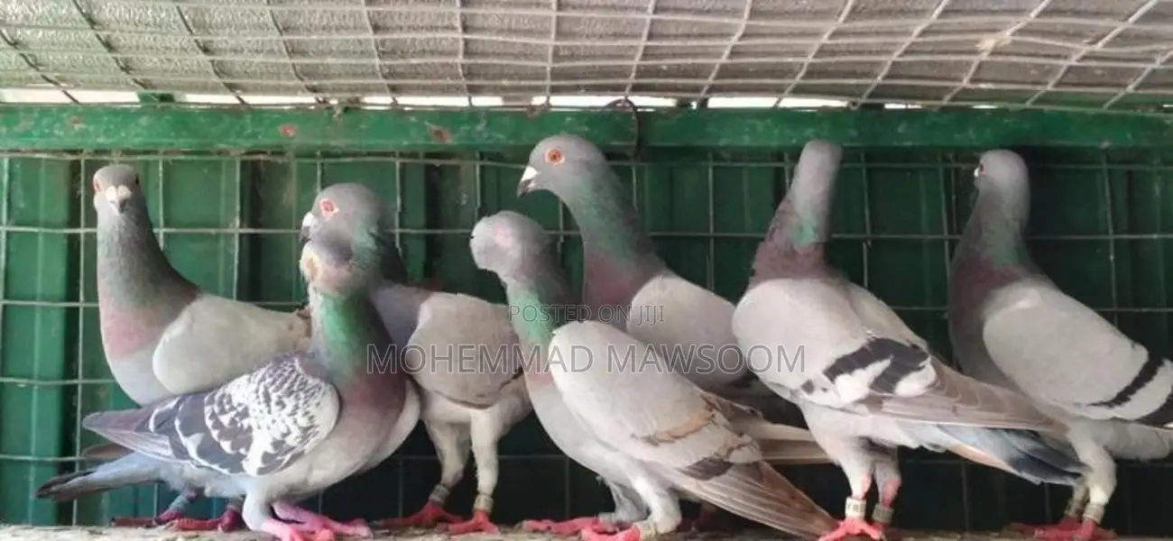 Racing Homer Pigeon