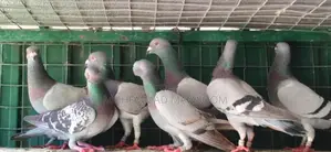 Racing Homer Pigeon