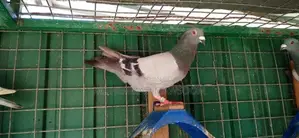 Racing Homer Pigeon