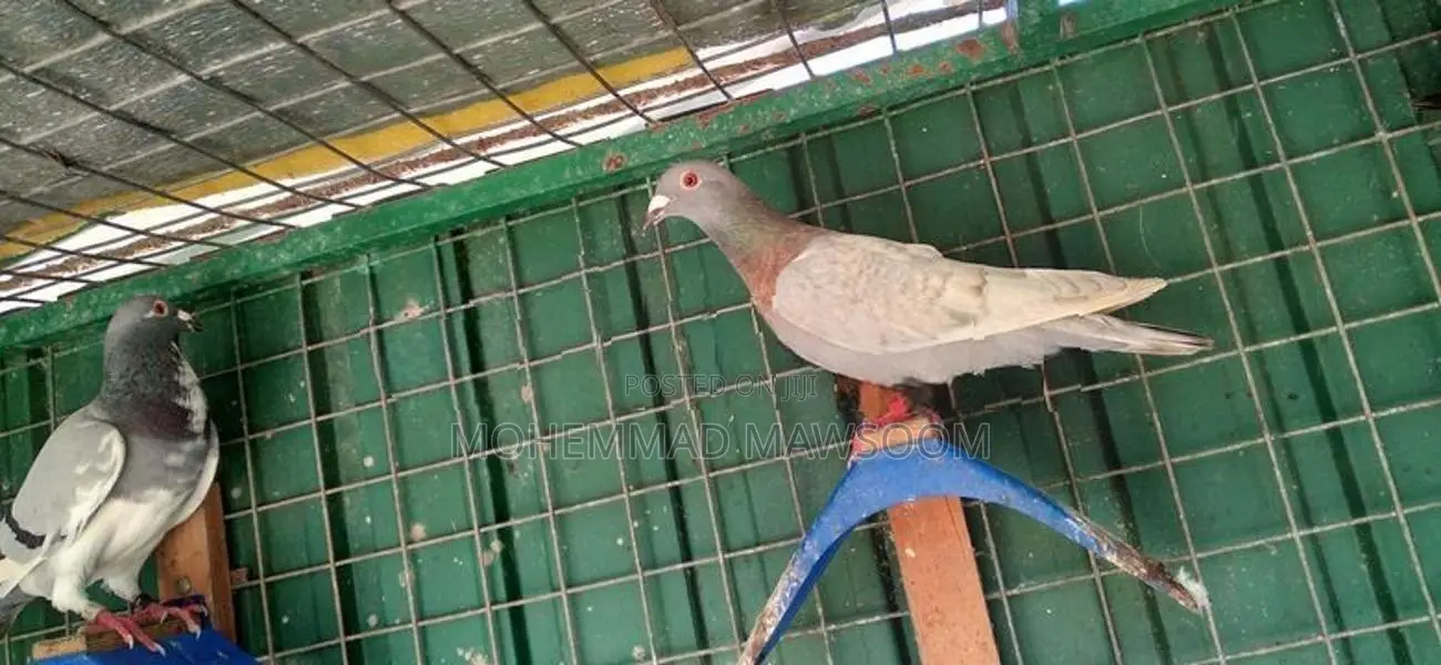 Racing Homer Pigeon