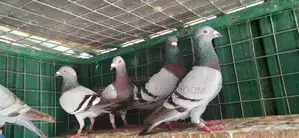 Racing Homer Pigeon