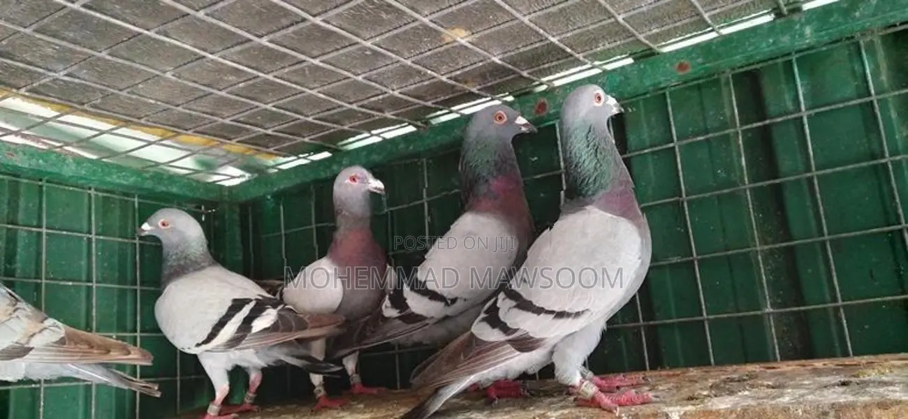 Racing Homer Pigeon