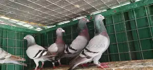 Racing Homer Pigeon