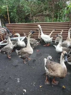 Ducks