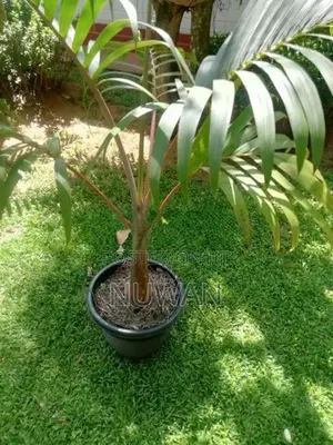 Shampain Plants