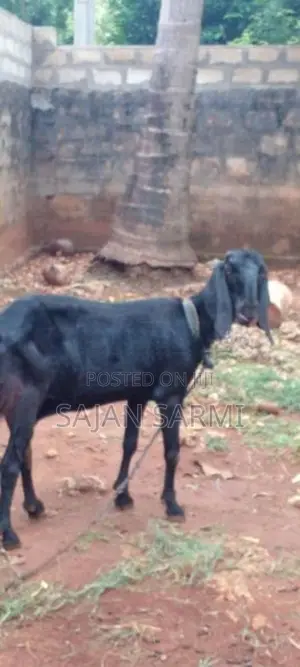 Goats