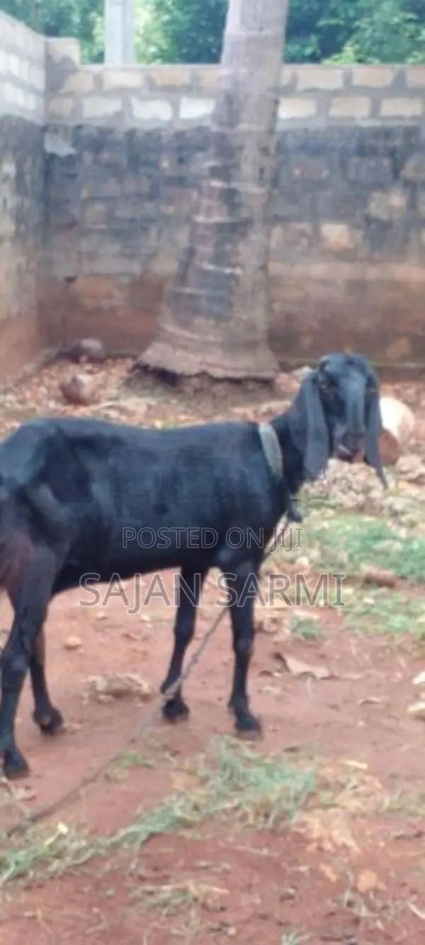 Goats
