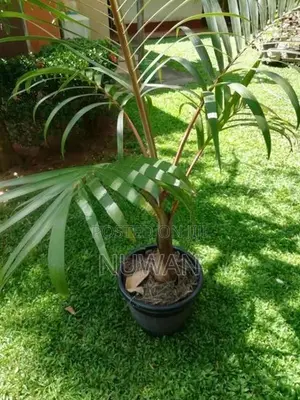 Shampain Plants