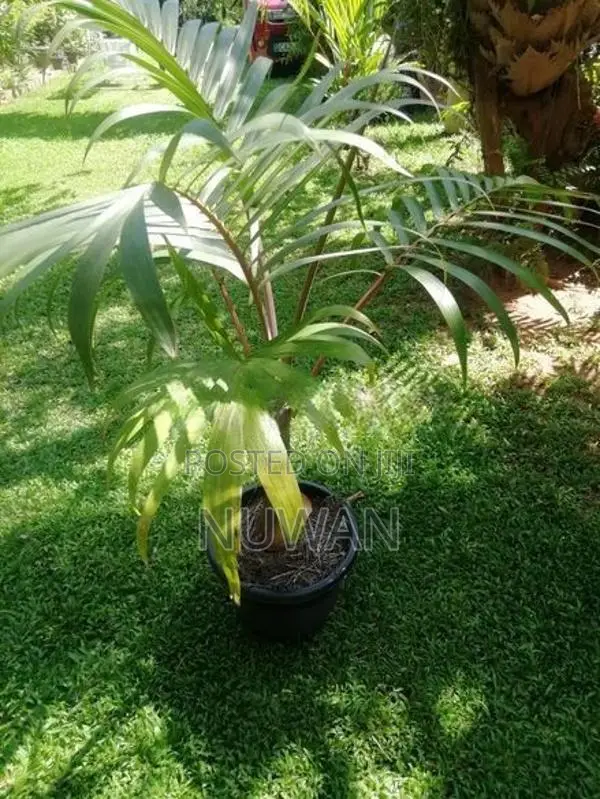 Shampain Plants